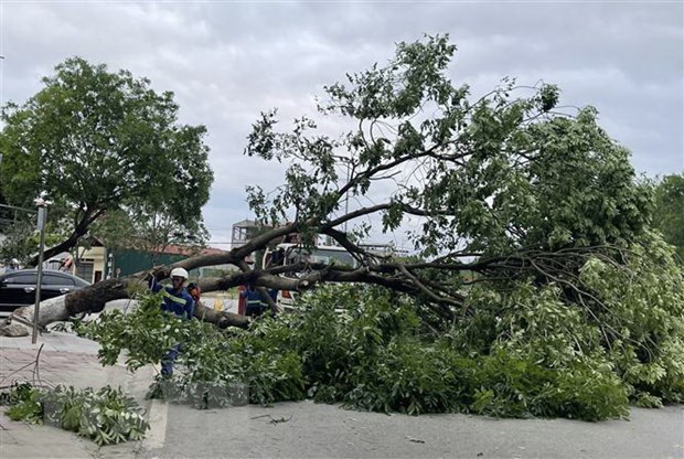 Bình Phước: Mưa lớn kèm dông lốc khiến nhiều cây xanh gãy đổ, bật gốc