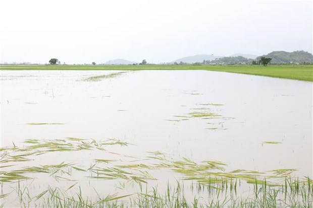 Đắk Lắk: Mưa lũ bất thường, nhiều ha lúa Hè Thu nguy cơ mất trắng