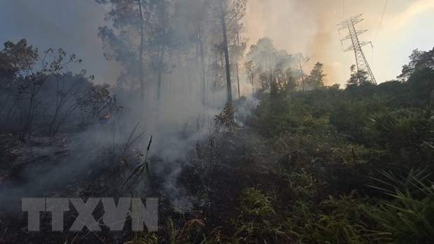 Thừa Thiên-Huế: Đã dập tắt đám cháy tại rừng thông nhiều năm tuổi