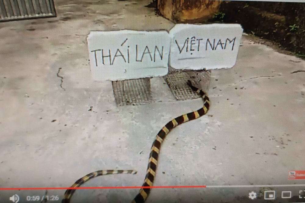 “Rắn tiên tri” dự đoán đội tuyển Việt Nam thắng Thái Lan
