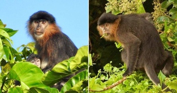 Con người chính là nguyên nhân khiến cho loài 'khỉ lai bí ẩn' xuất hiện ở đảo Borneo? Con người chính là nguyên nhân khiến cho loài 'khỉ lai bí ẩn' xuất hiện ở đảo Borneo?