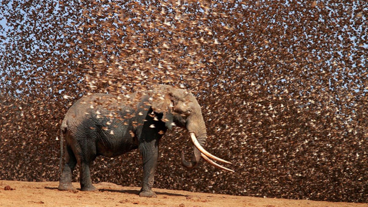 Điều gì sẽ xảy ra nếu 200.000 con chim sẻ điên châu Phi đồng loạt tấn công voi?