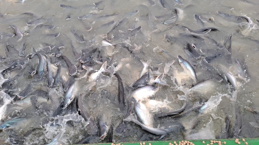 Loại cá đặc sản của Việt Nam có gì tốt mà Trung Quốc chi nghìn tỉ mỗi năm để mua ăn?