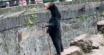 Khám phá bí mật về loài gấu chó Khám phá bí mật về loài gấu chó