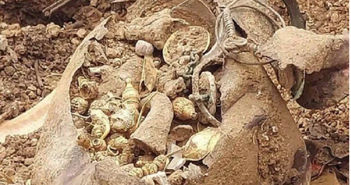 Đào đất xây nhà, nhóm công nhân đụng trúng kho báu tiền tỷ Đào đất xây nhà, nhóm công nhân đụng trúng kho báu tiền tỷ