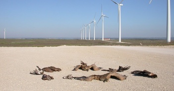 Nước Mỹ tranh cãi việc xây dựng điện gió và điện mặt trời làm hại các loài chim