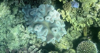 Rạn san hô Great Barrier đối mặt với nguy cơ bị tẩy trắng do El Nino