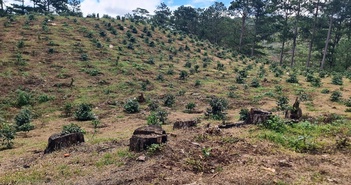 Cận cảnh nhức nhối nạn phá rừng thông ở Lạc Dương, Lâm Đồng