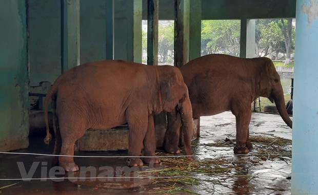 Vườn thú Hà Nội: Voi bị xiềng xích được chăm sóc 'đúng quy trình'