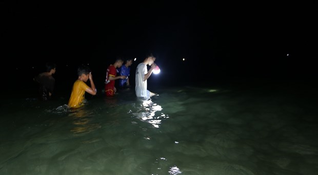 Ngư dân Quảng Nam được "lộc biển" do lượng lớn bạch tuộc dạt vào bờ