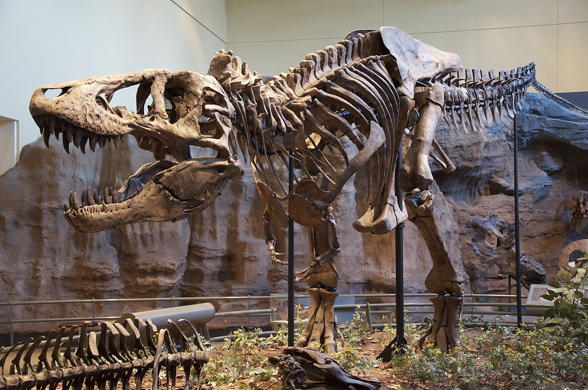 Hai chân trước có kích thước tí hon của khủng long Tyrannosaurus rex có tác dụng gì?