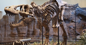 Hai chân trước có kích thước tí hon của khủng long Tyrannosaurus rex có tác dụng gì? Hai chân trước có kích thước tí hon của khủng long Tyrannosaurus rex có tác dụng gì?
