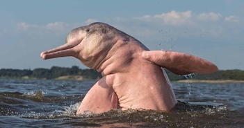 Tại sao cá heo sông Amazon có màu hồng? Tại sao cá heo sông Amazon có màu hồng?