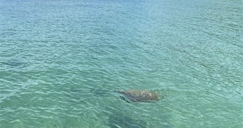 Phát hiện cá thể rùa biển quý xuất hiện tại vùng biển Cô Tô