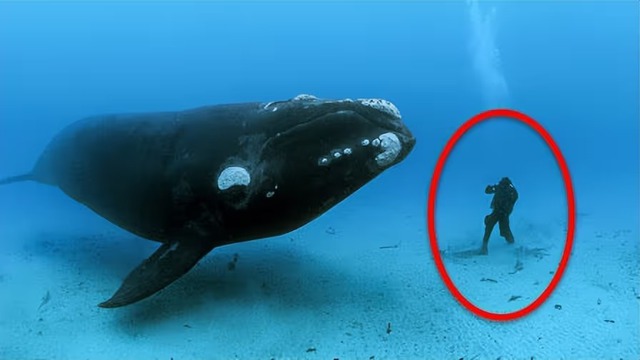 Điều gì xảy ra khi chúng ta vô tình bị hút vào bụng của cá voi?