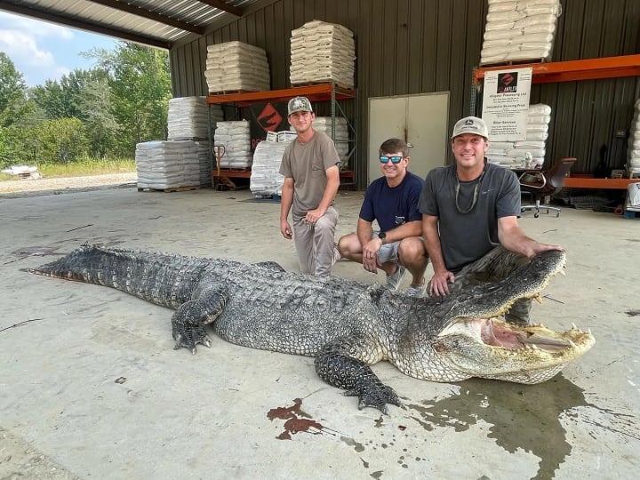 Bắt được cá sấu dài hơn 4 mét sau 7 tiếng vật lộn trên sông