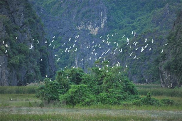 Kiểm lâm và Giáo hội Phật giáo truyên truyền bảo vệ chim hoang dã