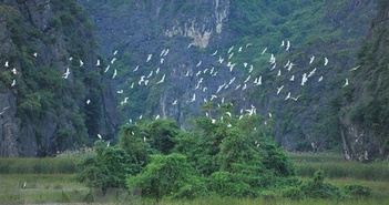 Kiểm lâm và Giáo hội Phật giáo truyên truyền bảo vệ chim hoang dã