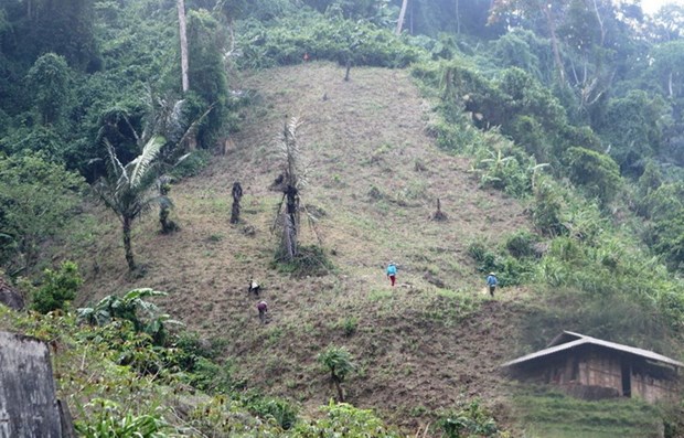 Gỡ khó trong chuyển mục đích sử dụng rừng sang mục đích khác