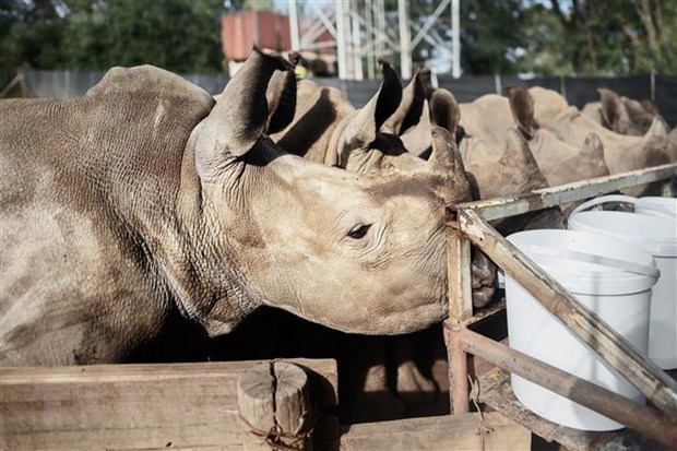 Tổ chức African Parks mua lại trang trại tê giác lớn nhất thế giới