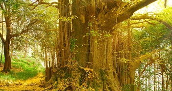 Vì sao loài cây được coi là hóa thạch sống này đang bị đột biến và đứng trước bờ vực tuyệt chủng? Vì sao loài cây được coi là hóa thạch sống này đang bị đột biến và đứng trước bờ vực tuyệt chủng?