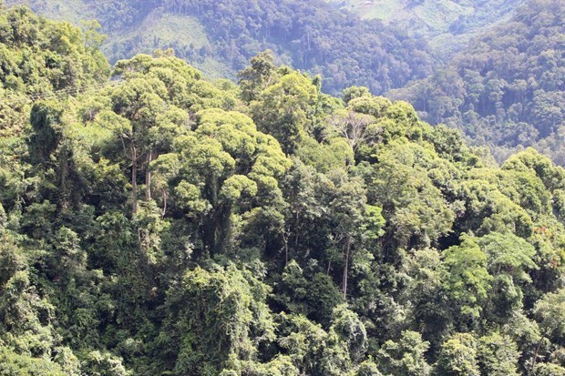 Cả nước thu gần 2.000 tỷ đồng phí dịch vụ môi trường rừng