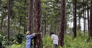 Lâm Đồng: Rừng thông bị đầu độc đã phục hồi tốt sau khi được giải cứu