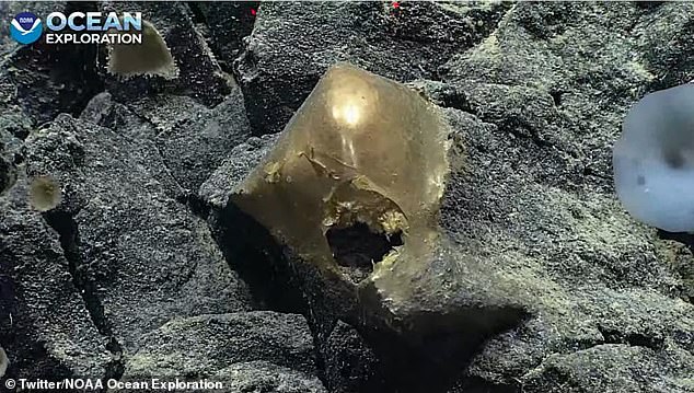 Các nhà khoa học bối rối với 'quả trứng vàng' bí ẩn tìm thấy ở đáy biển sâu, không rõ đây là vật thể gì