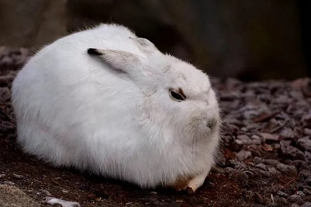 Thỏ có khả năng sinh sản rất nhanh, vậy tại sao chúng chưa trở thành thức ăn chủ yếu của con người?
