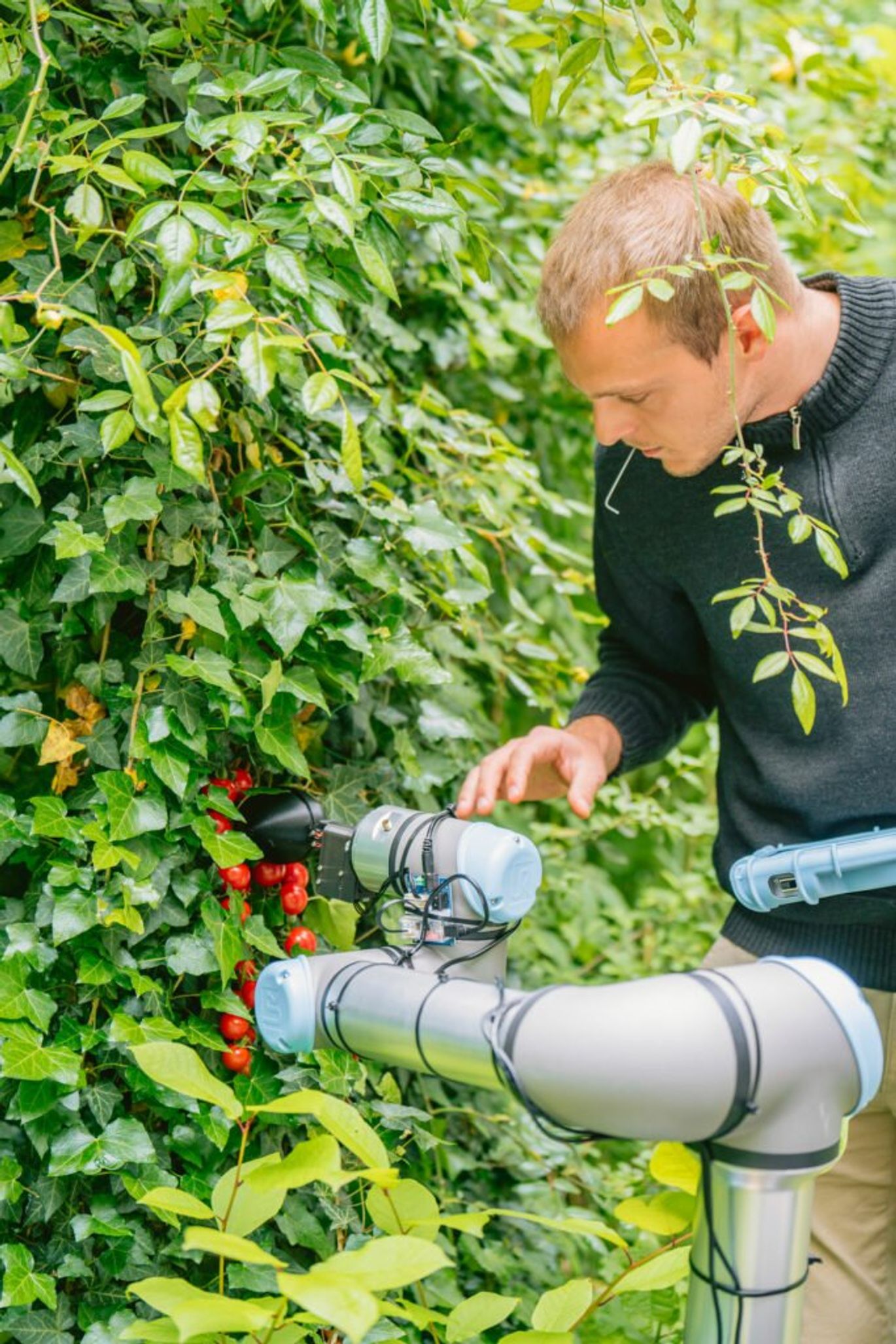ChatGPT được sử dụng để tạo ra robot thu hoạch nông sản