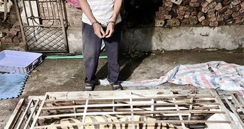 Bắc Giang: Bắt quả tang đối tượng tàng trữ cá thể hổ nặng 250kg Bắc Giang: Bắt quả tang đối tượng tàng trữ cá thể hổ nặng 250kg