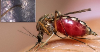 Quá trình hút máu của muỗi đáng sợ thế nào?