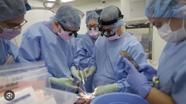 Các bác sĩ phẫu thuật Mỹ phá kỷ lục về cấy ghép thận lợn biến đổi gene cho người