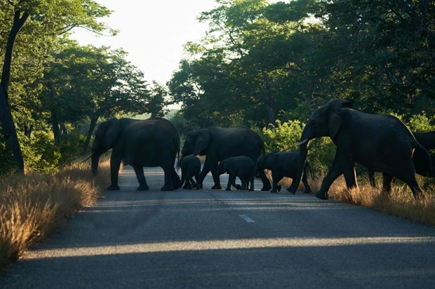 Báo động tình trạng voi di cư ồ ạt khỏi Zimbabwe vì thiếu nước