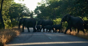 Báo động tình trạng voi di cư ồ ạt khỏi Zimbabwe vì thiếu nước