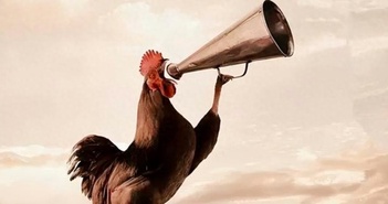 Tại sao gà trống luôn gáy đúng giờ mỗi ngày? Tại sao gà trống luôn gáy đúng giờ mỗi ngày?