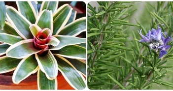 3 loại cây tuyệt đối không trồng trong phòng ngủ