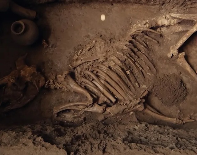 Sinh vật bí ẩn được khai quật từ lăng mộ hoàng đế nhà Hán là loài động vật gì?