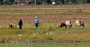 Quảng Bình: Người dân ngang nhiên đặt bẫy đánh bắt chim trời Quảng Bình: Người dân ngang nhiên đặt bẫy đánh bắt chim trời