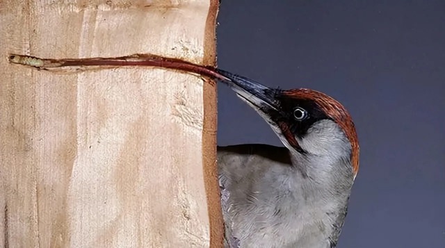 Tại sao chim gõ kiến mổ 12.000 lần mỗi ngày mà không bị chấn thương đầu?