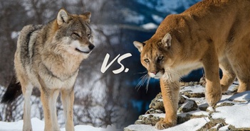 Điều gì xảy ra khi loài sói lớn nhất hành tinh đối đầu loài mèo lớn nhất Bắc Mỹ?