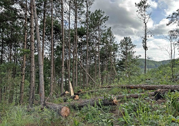 Lâm Đồng: Vẫn còn nhiều bất cập trong quản lý, bảo vệ rừng