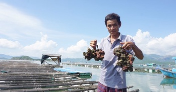 Tôm hùm, hàu chết bất thường với số lượng lớn tại Khánh Hòa Tôm hùm, hàu chết bất thường với số lượng lớn tại Khánh Hòa