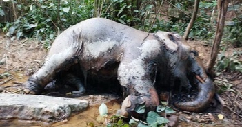 Nghệ An: Phát hiện voi chết trong rừng tại huyện Thanh Chương