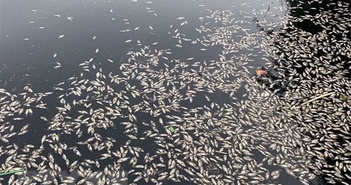 Nghệ An: Cá chết nổi trắng hào Thành cổ Vinh, bốc mùi hôi thối