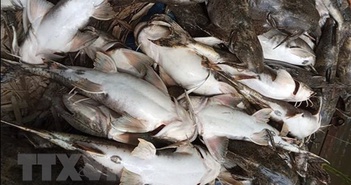 Tuyên Quang: Cá đặc sản chết hàng loạt, người nuôi thiệt hại nặng