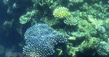 Những thách thức với công tác bảo tồn san hô biển sâu tại New Zealand