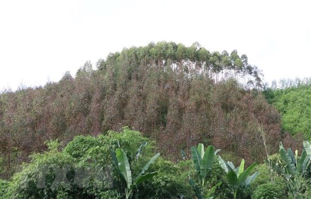 Thái Nguyên: Hàng chục ha bạch đàn bị khô lá chưa rõ nguyên nhân
