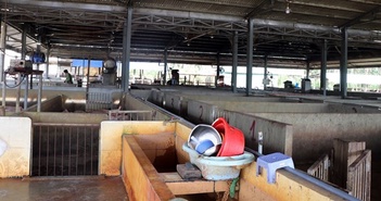 Lò giết mổ tập trung ở thành phố Kon Tum gây ô nhiễm môi trường Lò giết mổ tập trung ở thành phố Kon Tum gây ô nhiễm môi trường