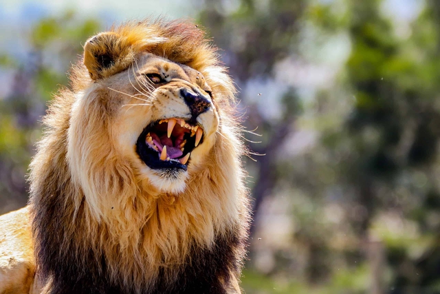 Động vật trên thảo nguyên châu Phi sợ âm thanh của con người hơn tiếng sư tử gầm!